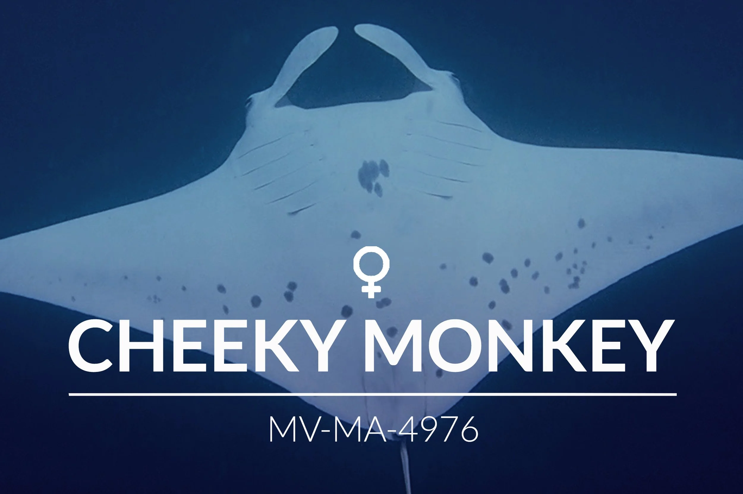 Adopt a Manta - Choose Your Manta — Manta Trust